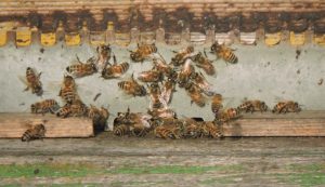 Foto di api su soglia verde che si godono il primo, timido sole di gennaio