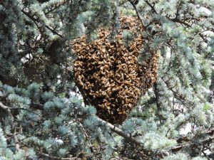Foto di sciame di api da miele