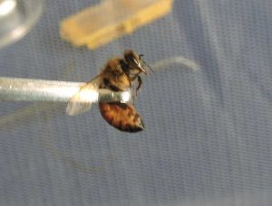 apipuntura con ape viva - terapia con veleno d'ape